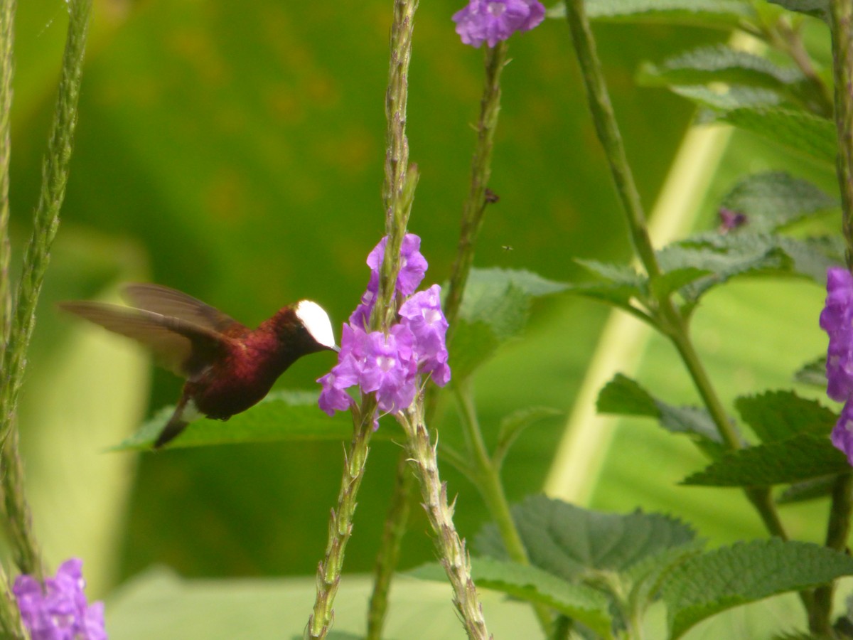 kolibřík běločelý - ML88899361