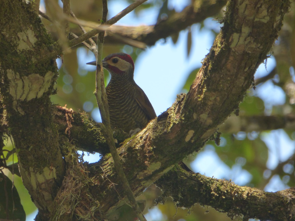 Golden-olive Woodpecker - ML88899891