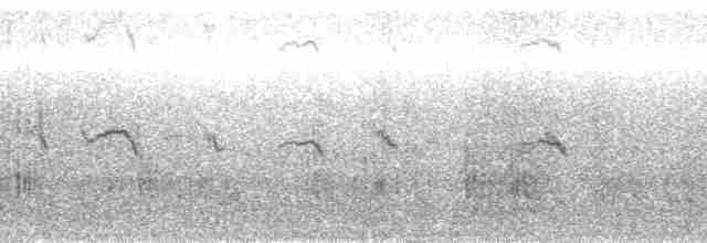 klippehopperpingvin (chrysocome) - ML889