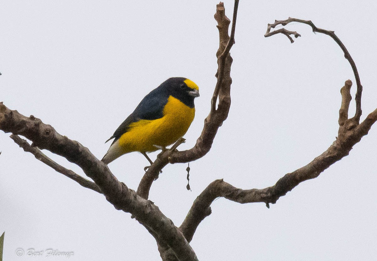 West Mexican Euphonia - ML88900351