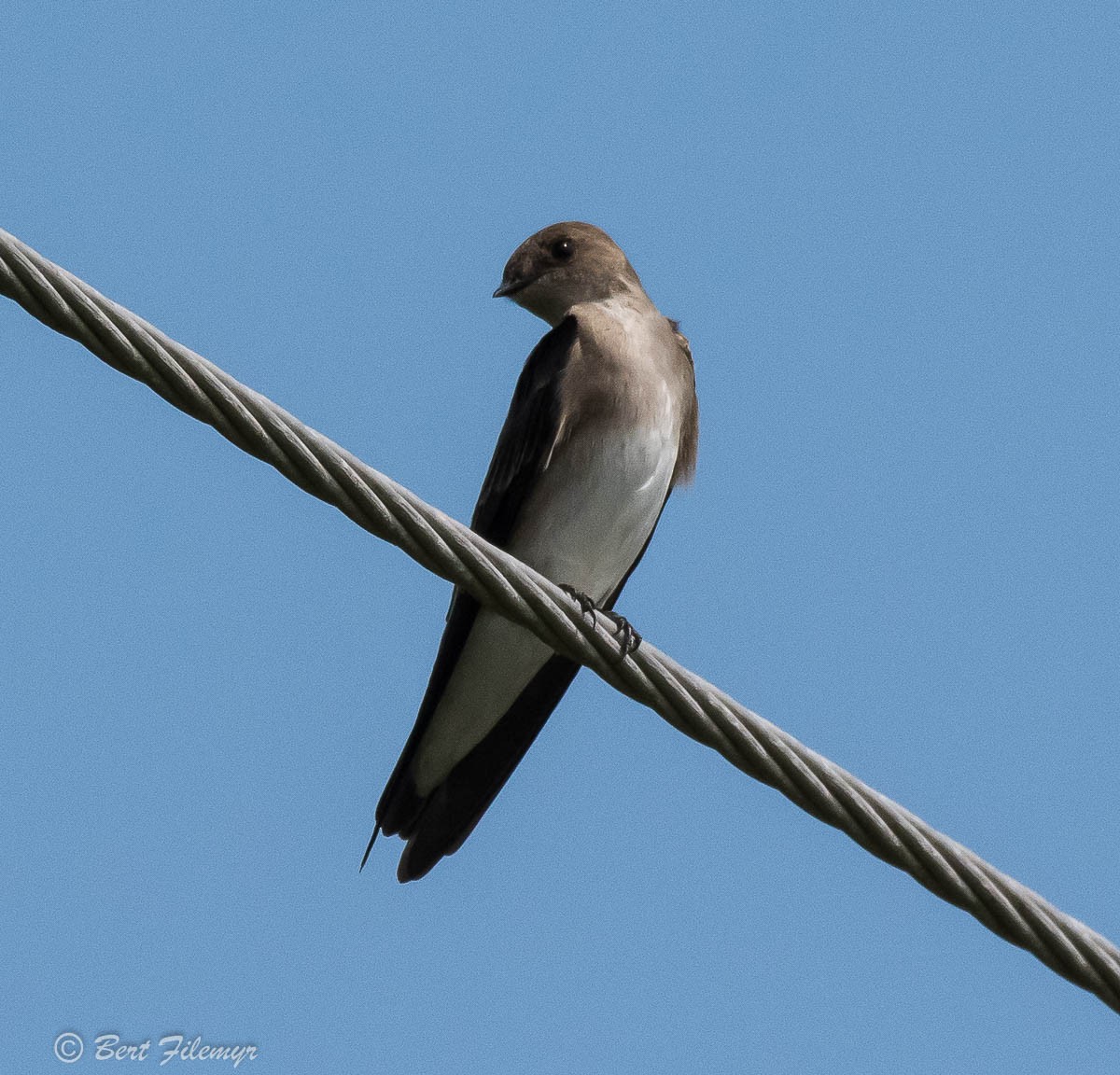 Northern Rough-winged Swallow - ML88900481