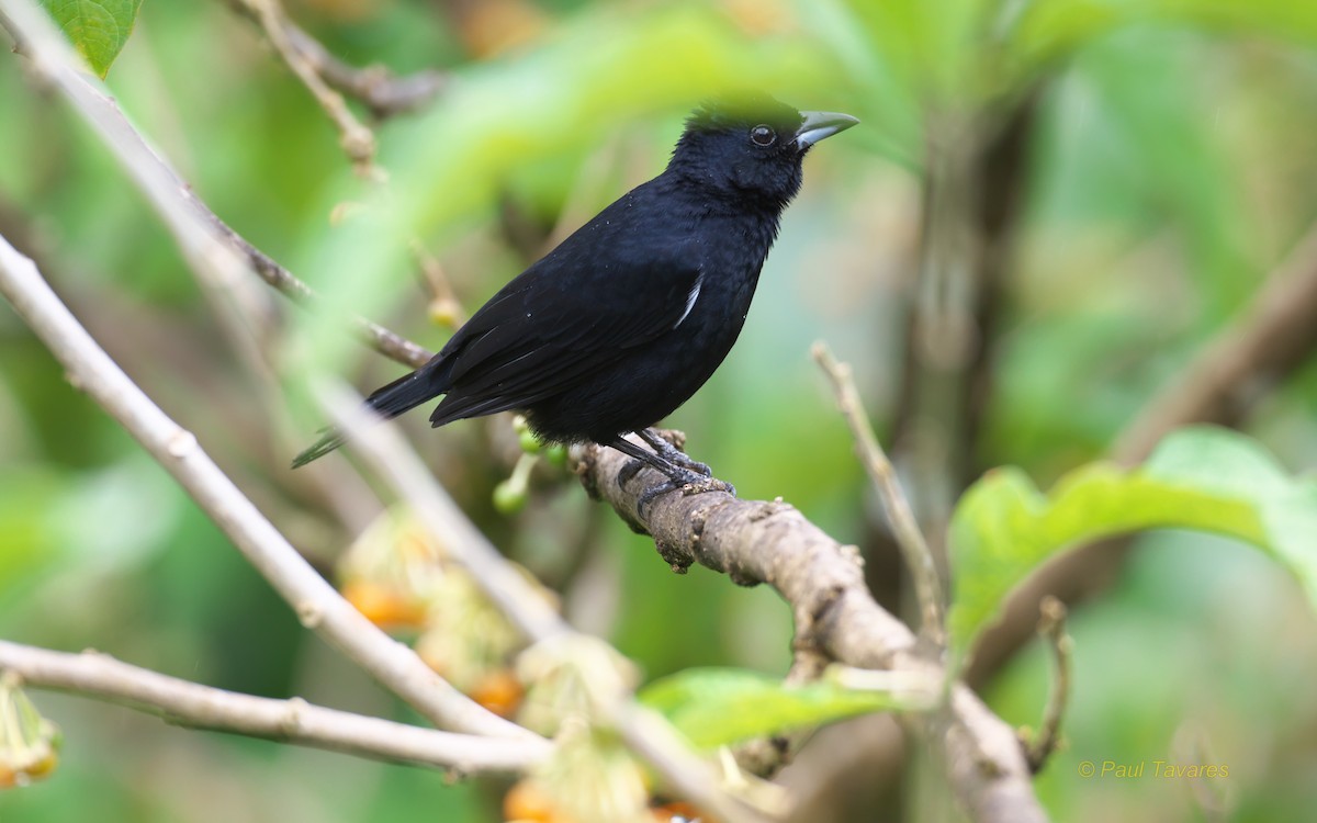 White-lined Tanager - ML88901311