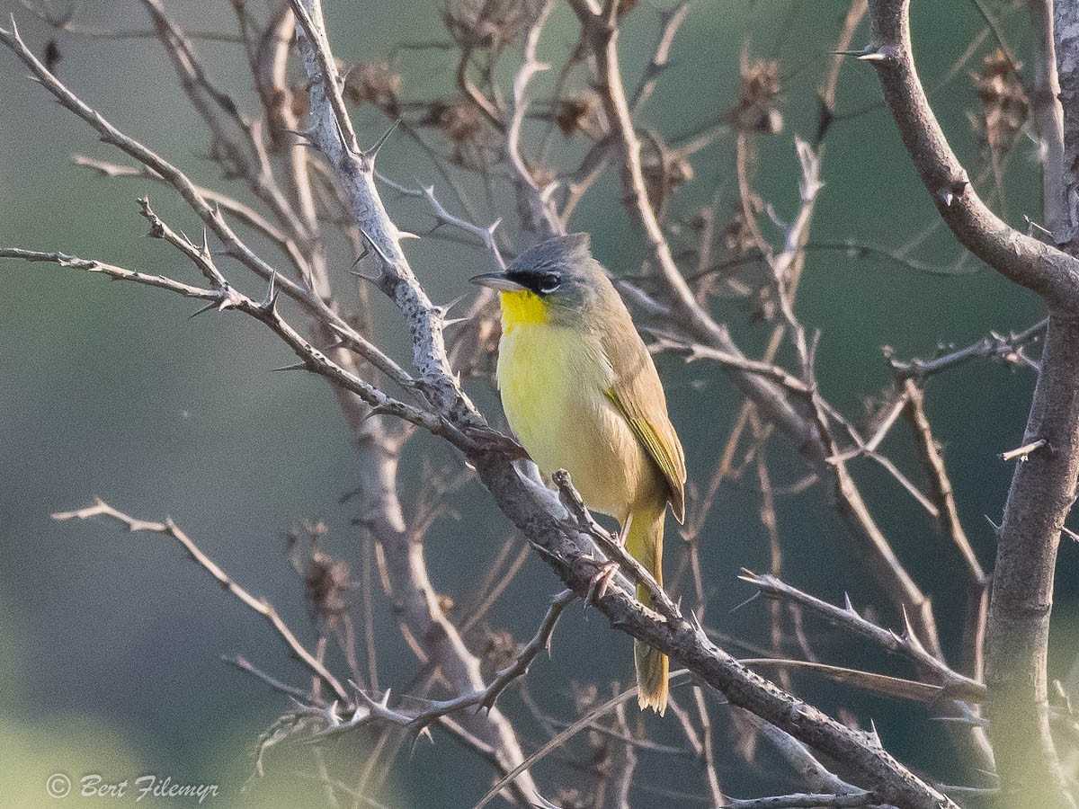 Gray-crowned Yellowthroat - Bert Filemyr