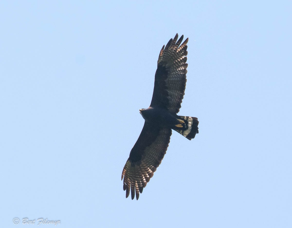 Zone-tailed Hawk - Bert Filemyr
