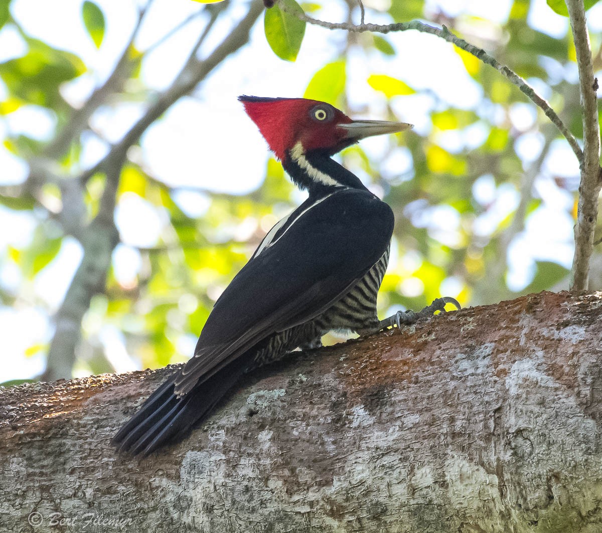 Pale-billed Woodpecker - Bert Filemyr