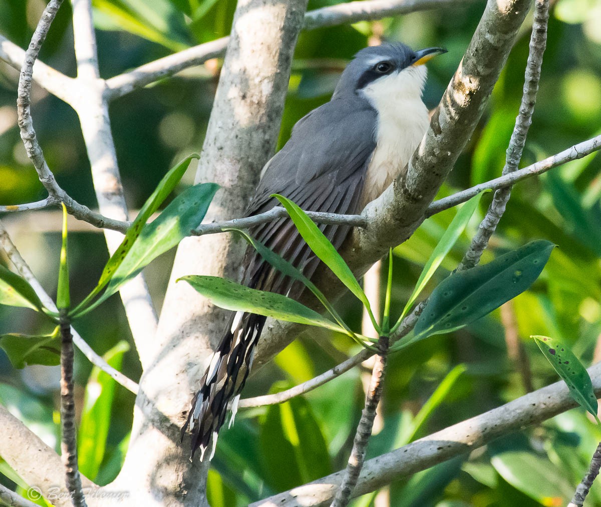 Mangrove Cuckoo - Bert Filemyr
