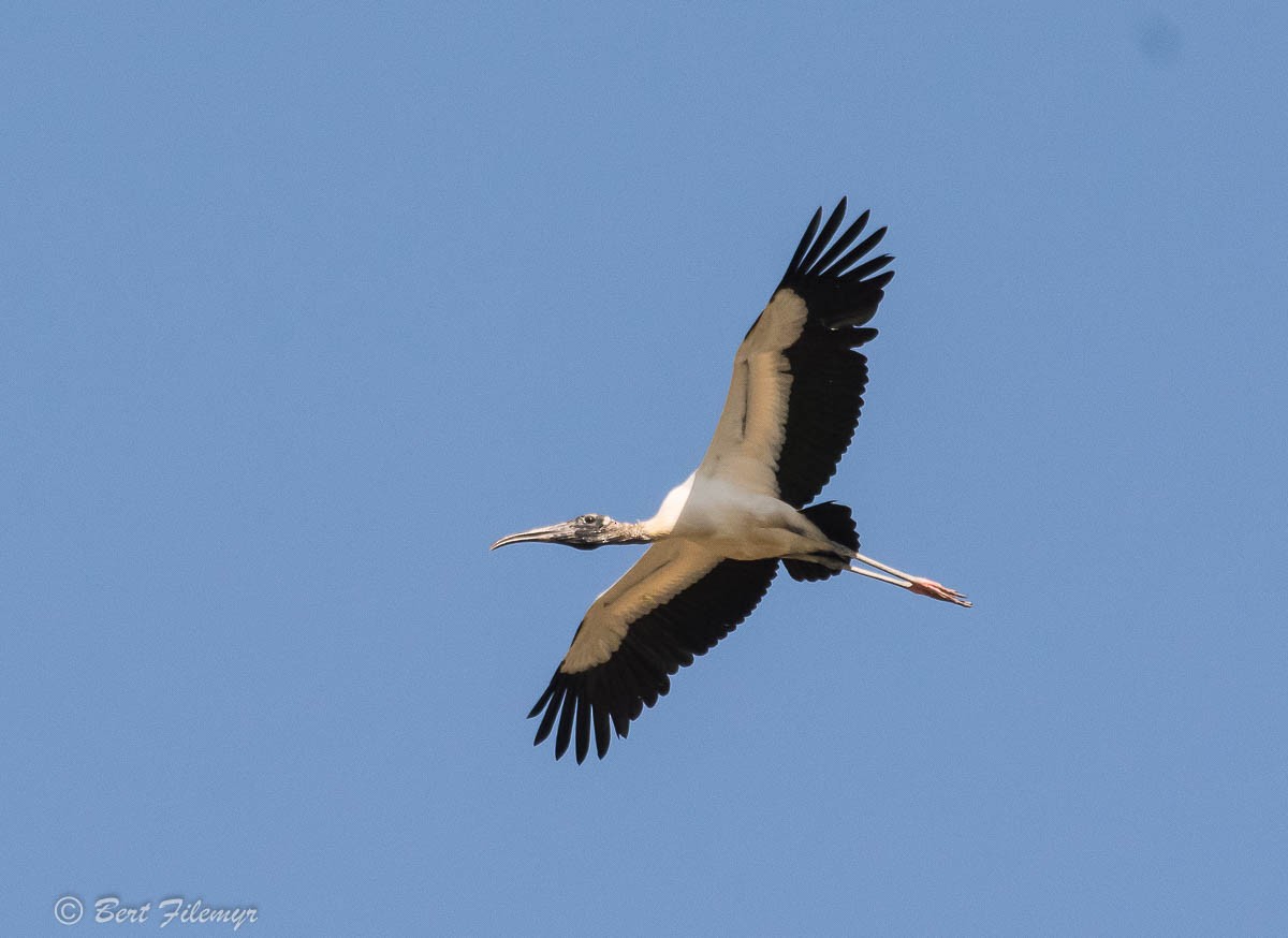 Wood Stork - Bert Filemyr
