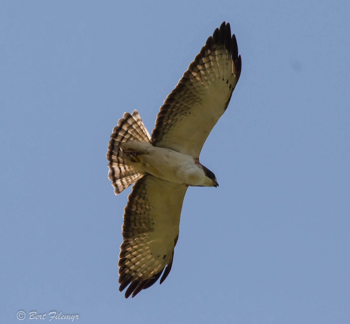 Short-tailed Hawk - Bert Filemyr