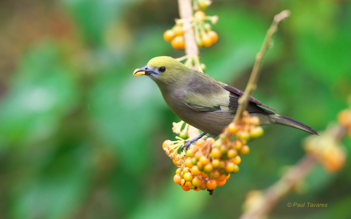 Palm Tanager - ML88904581