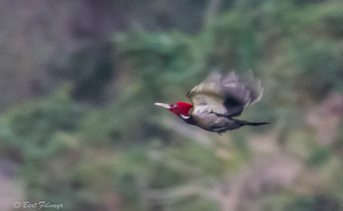 Pale-billed Woodpecker - Bert Filemyr