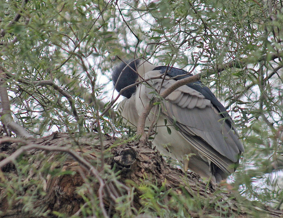 Black-crowned Night Heron - john fitch