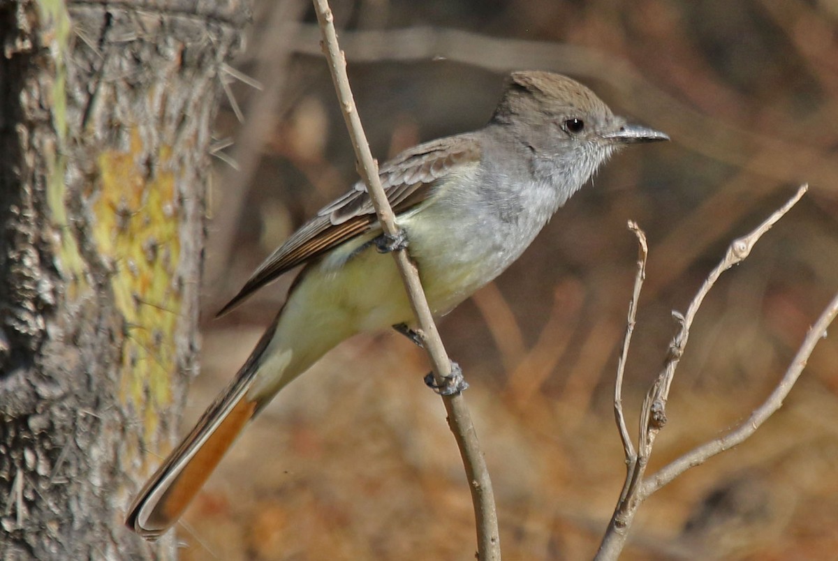 Ash-throated Flycatcher - Joan and/or George Sims