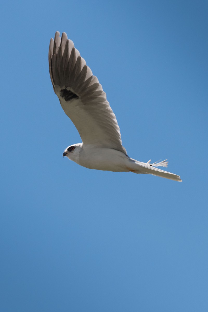 White-tailed Kite - ML88913111