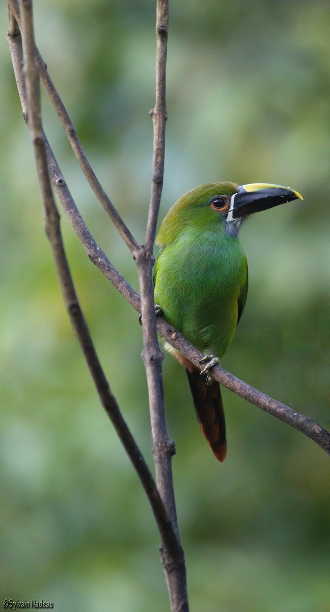 Southern Emerald-Toucanet (Gray-throated) - Sylvain Nadeau