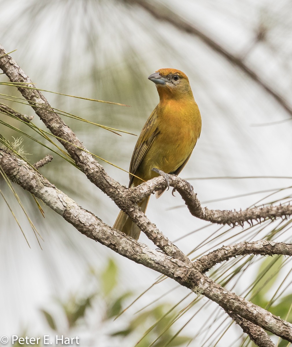 Hepatic Tanager - ML88920501