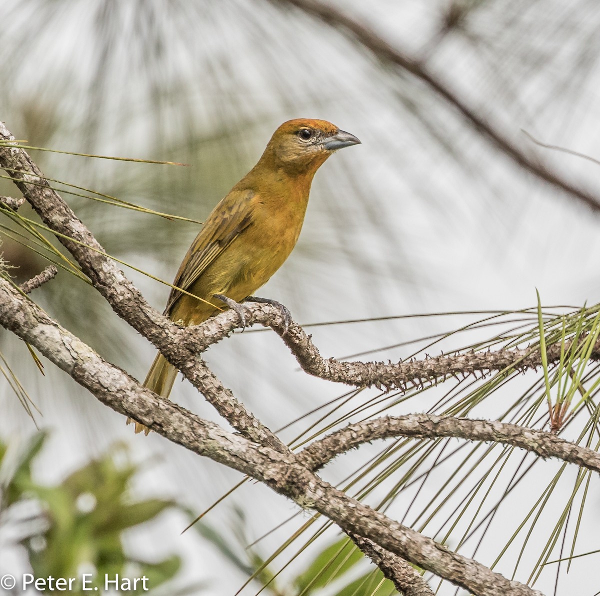 Hepatic Tanager - ML88920511