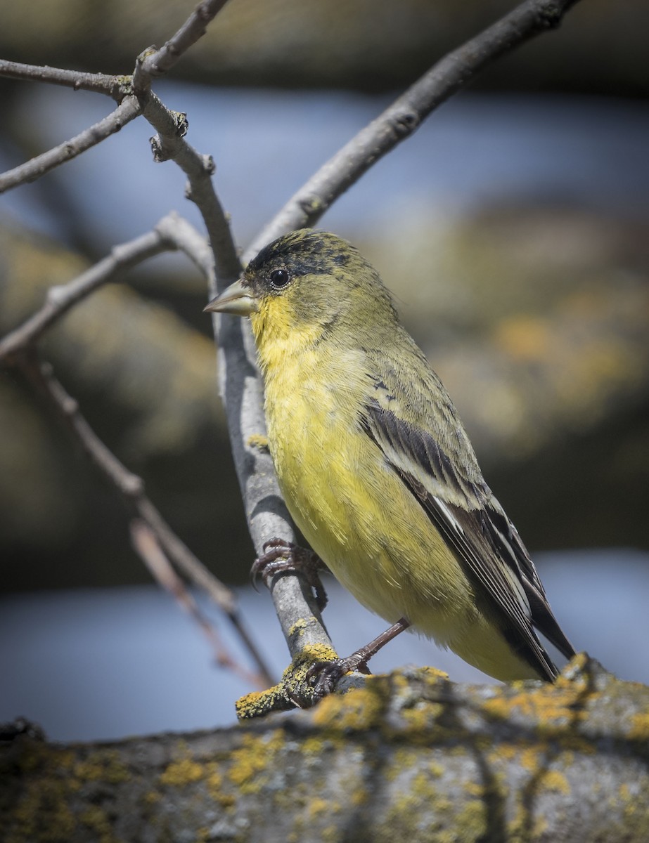 Lesser Goldfinch - Deb Ford