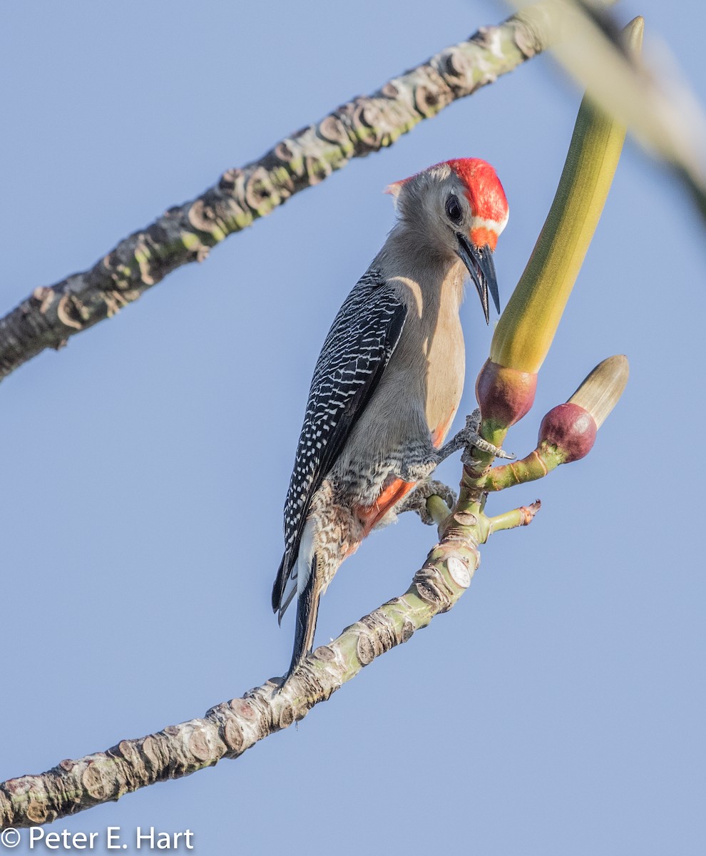 Golden-fronted Woodpecker - Peter Hart