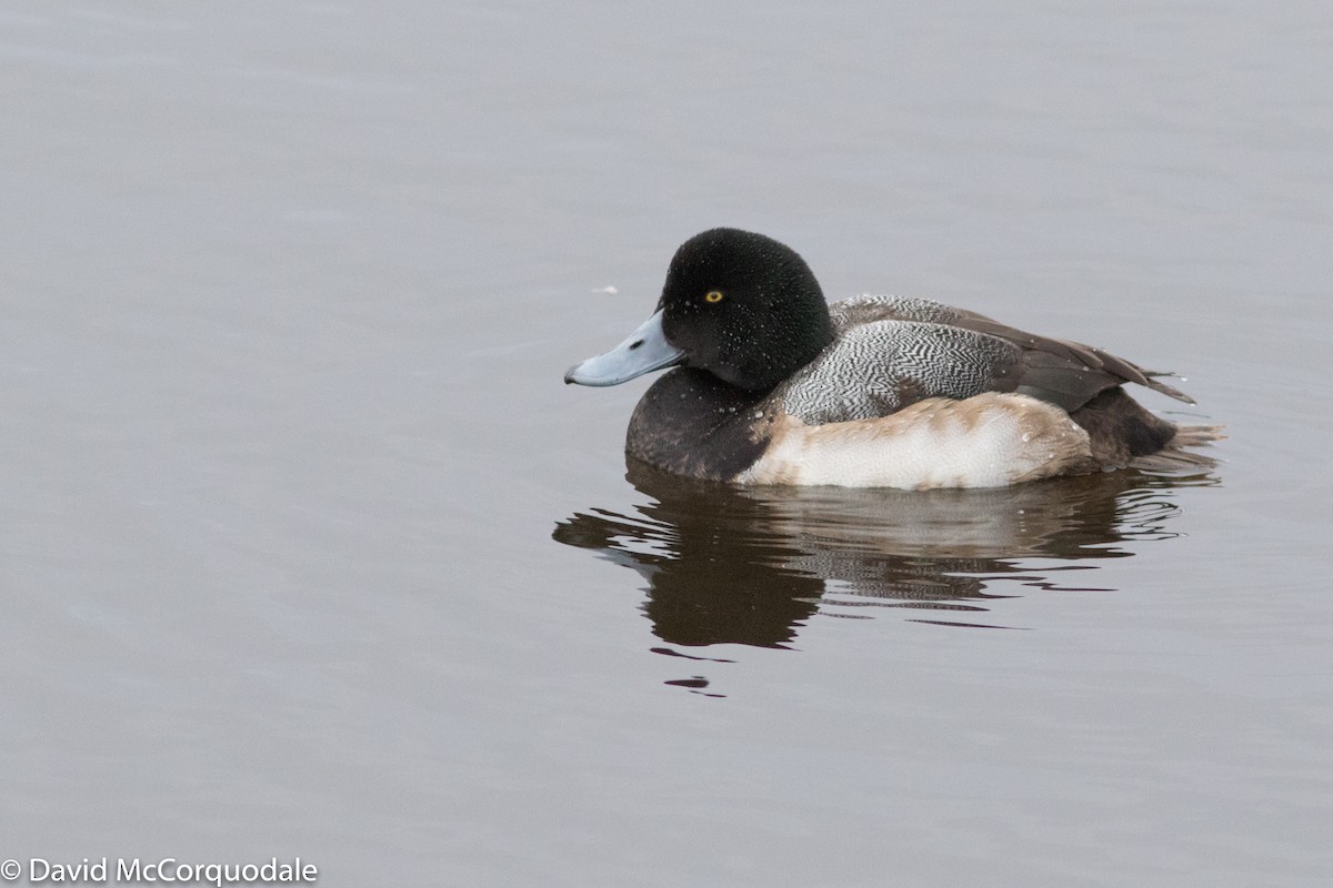Greater Scaup - ML88932521