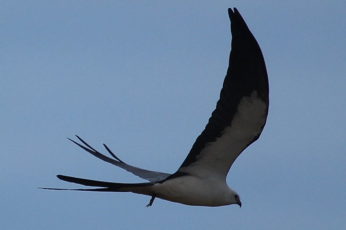 Swallow-tailed Kite - Charles (PAT) Dollard