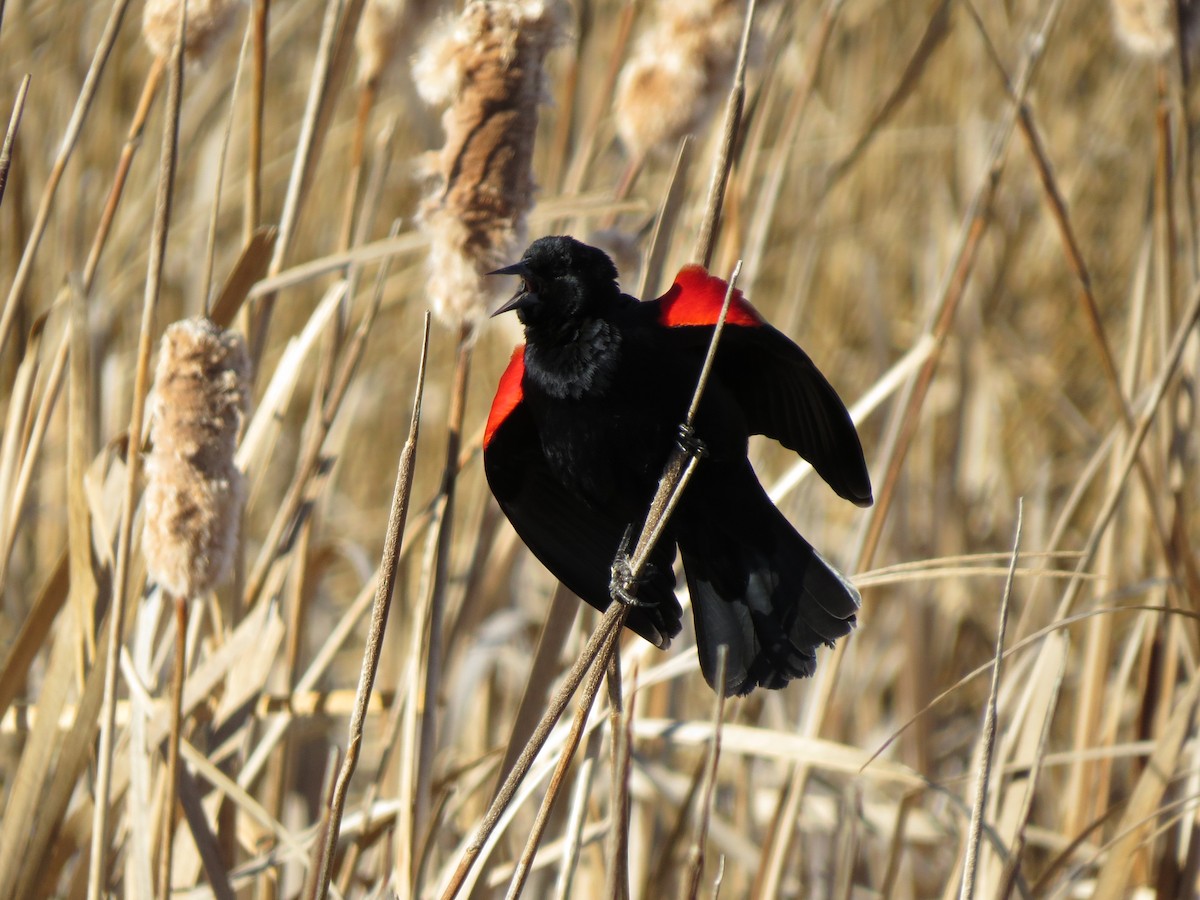 Red-winged Blackbird - Marya Moosman