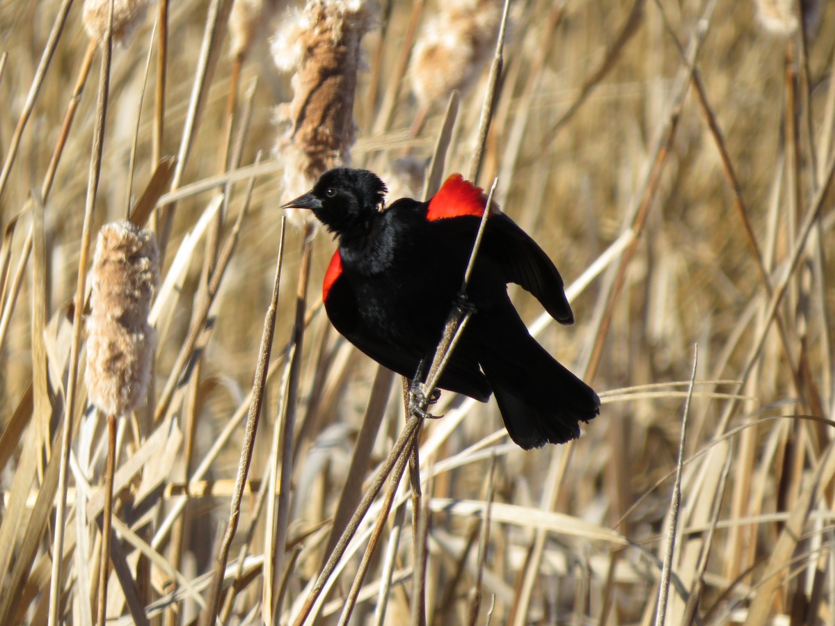 Red-winged Blackbird - ML88935341