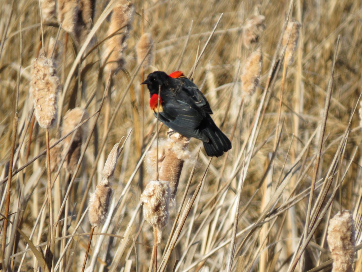 Red-winged Blackbird - ML88935361