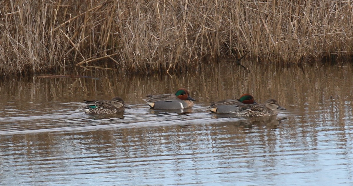 Green-winged Teal - David Carr