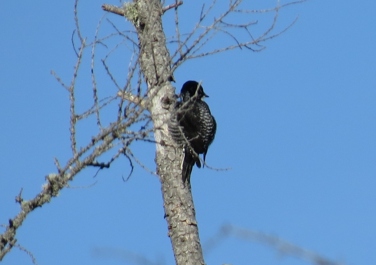 American Three-toed Woodpecker - Aaron Hywarren