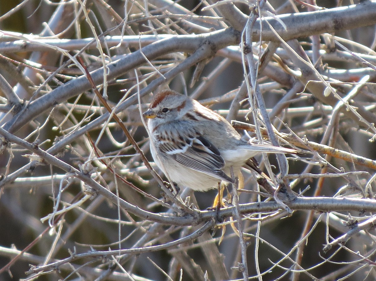 American Tree Sparrow - ML88936431