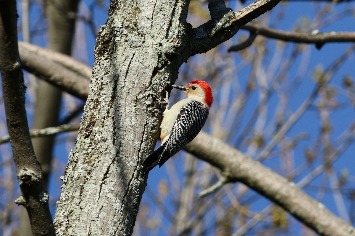 Red-bellied Woodpecker - Jeff Bolsinger