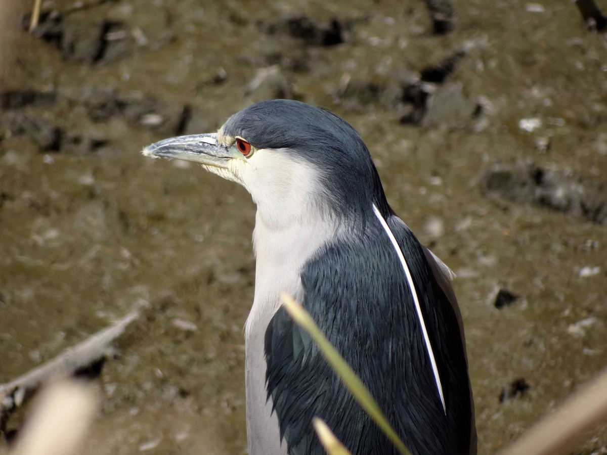 Black-crowned Night Heron - ML88937791