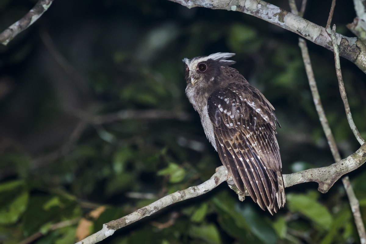 Crested Owl - Claudia Brasileiro