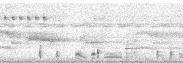 Troglodyte arada (arada) - ML8894