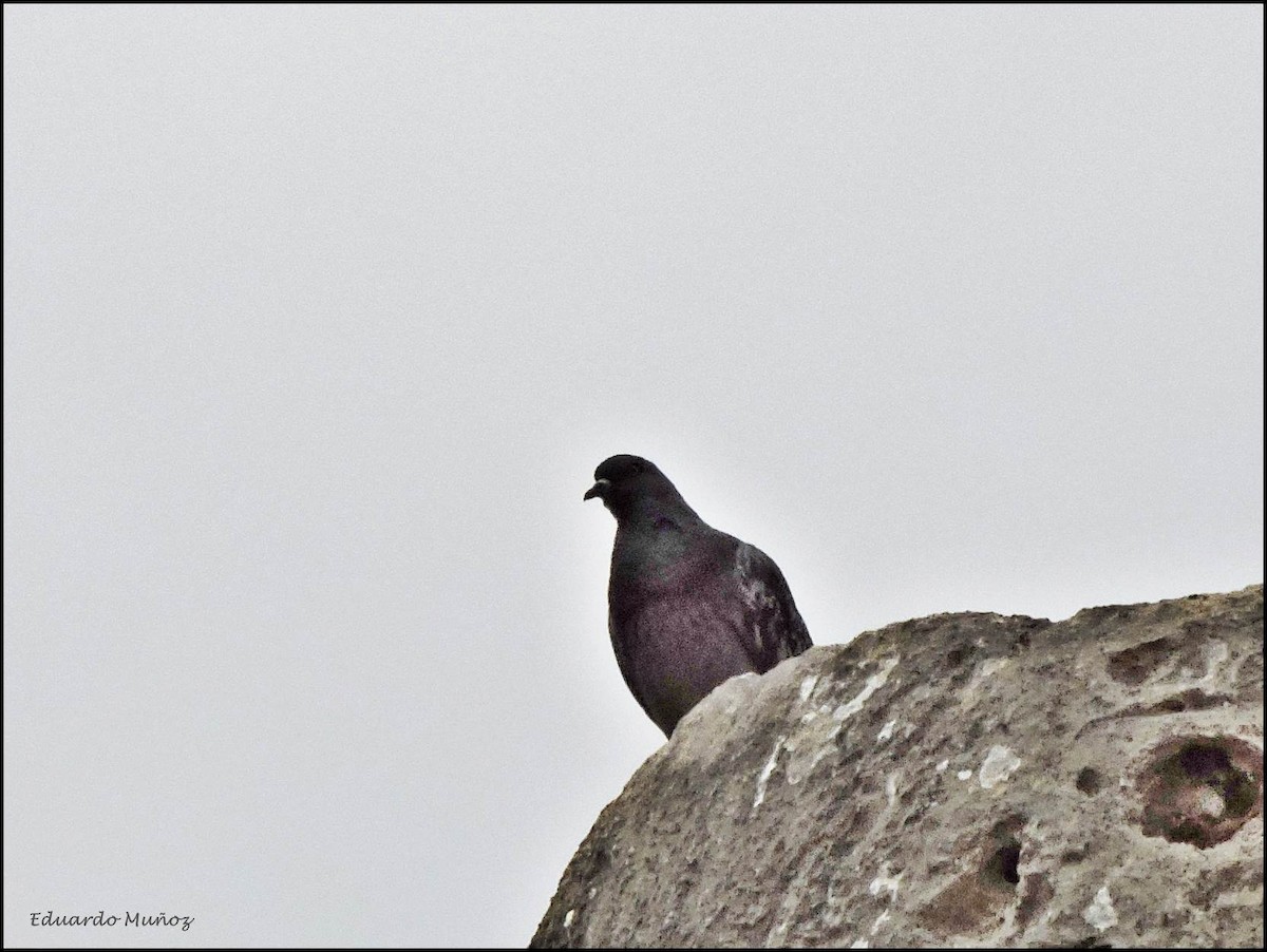 Rock Pigeon (Feral Pigeon) - Hermann Eduardo Muñoz