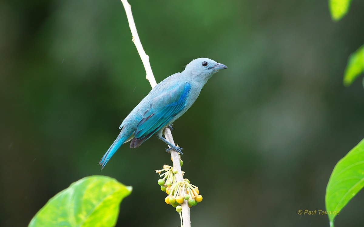 Blue-gray Tanager - ML88949981