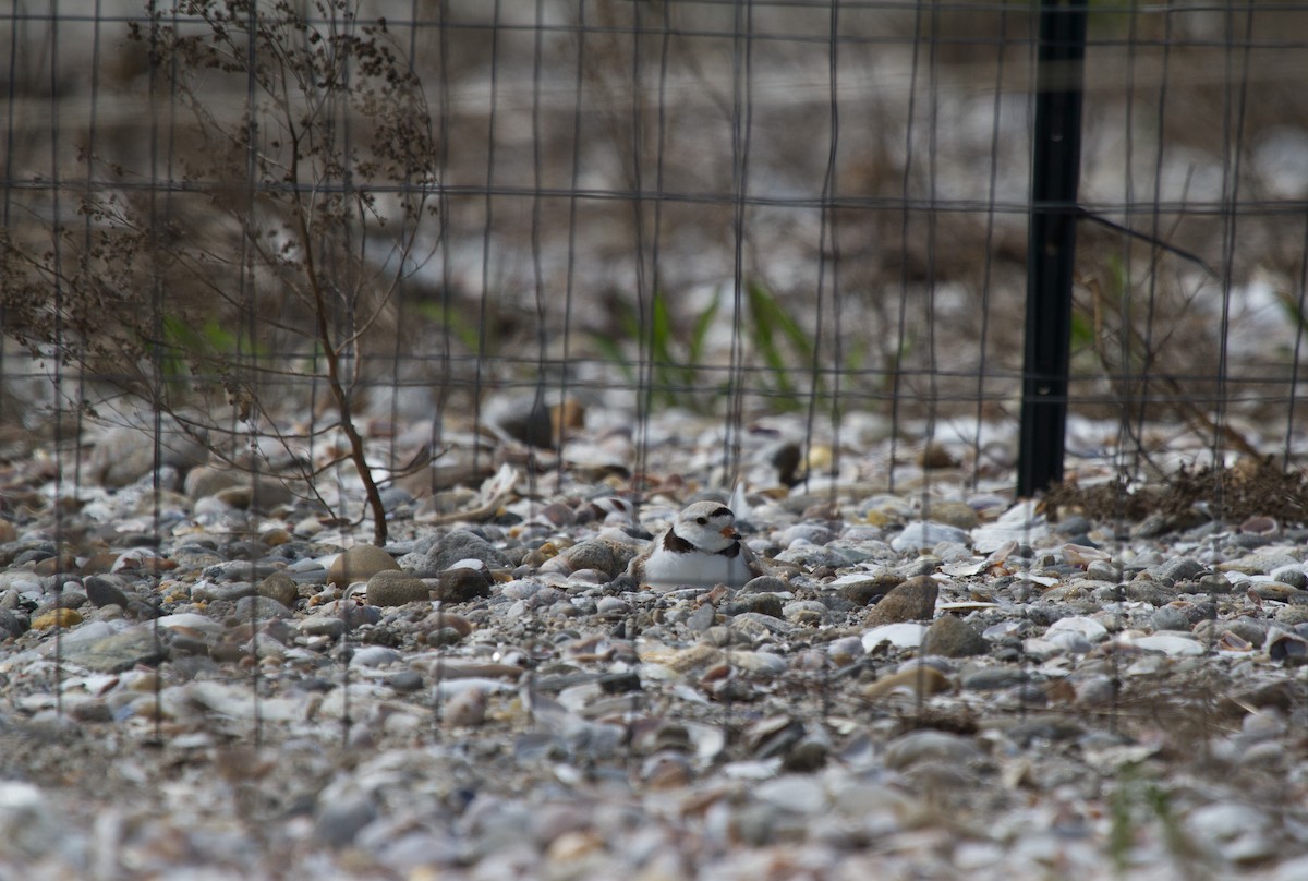 Piping Plover - ML88950121