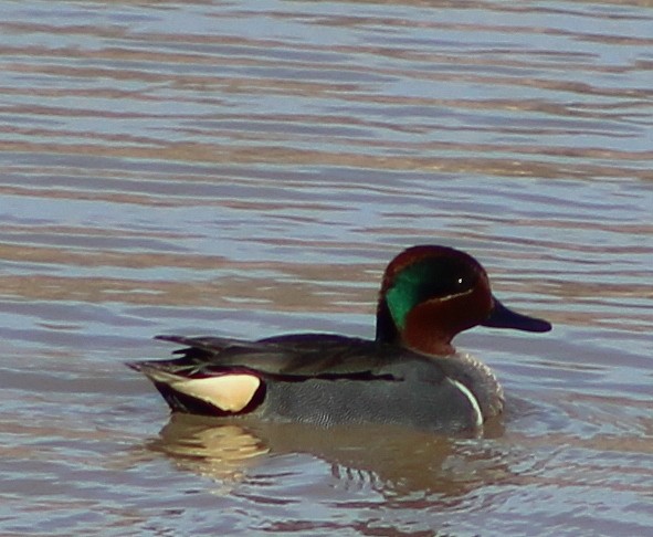 Green-winged Teal - ML88951061
