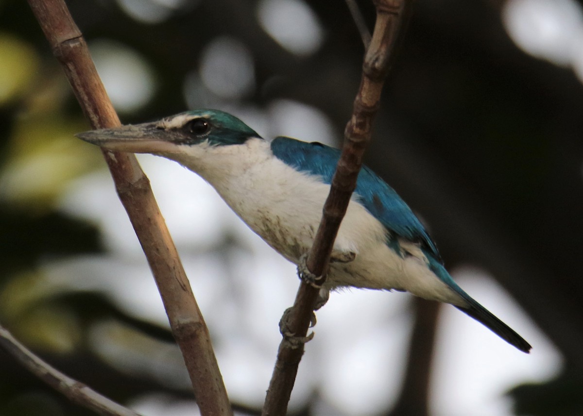 Collared Kingfisher - Louis Hoeniger