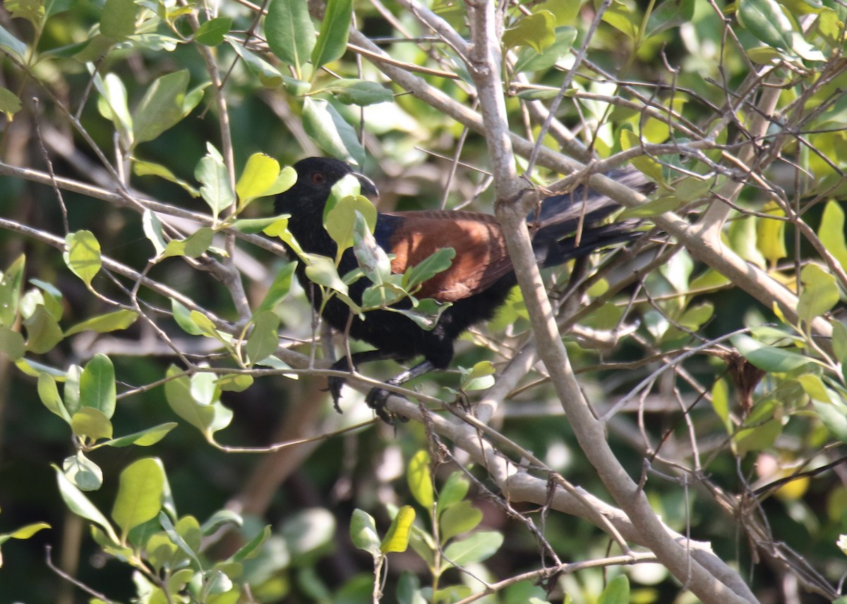 Greater Coucal - ML88954041