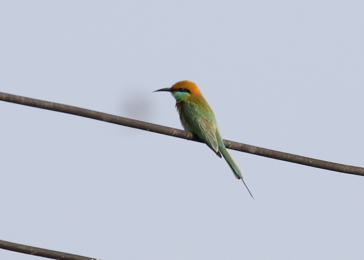 Asian Green Bee-eater - ML88954141