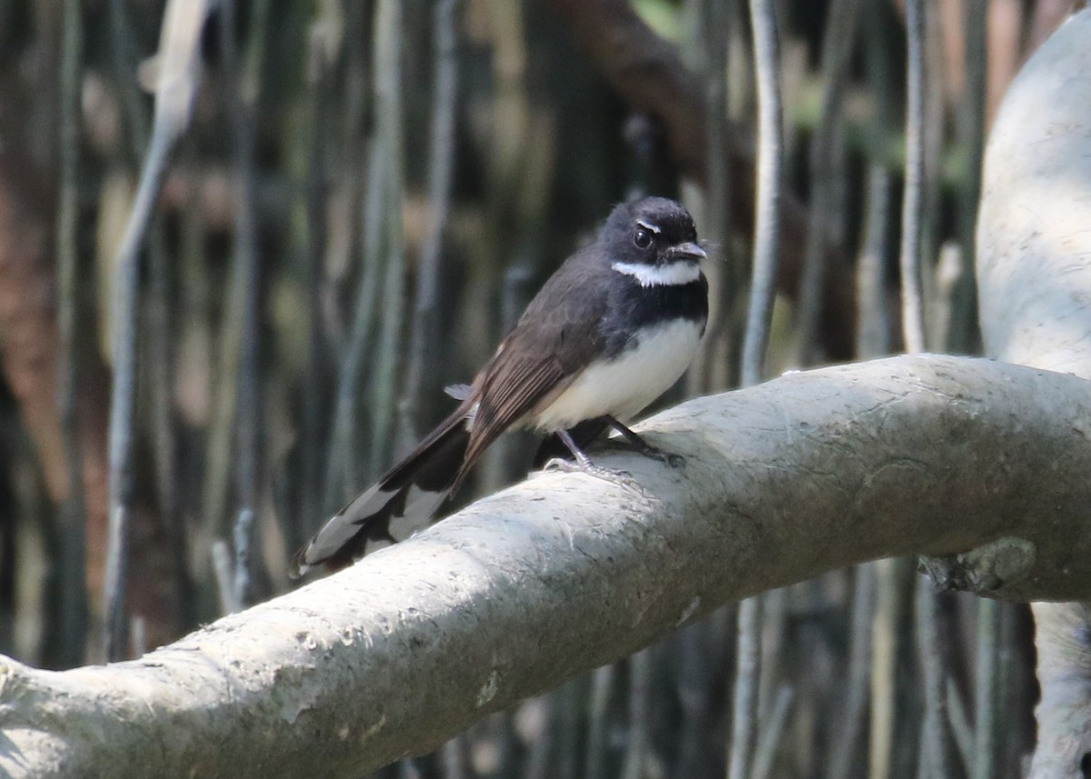 Malaysian Pied-Fantail - Louis Hoeniger