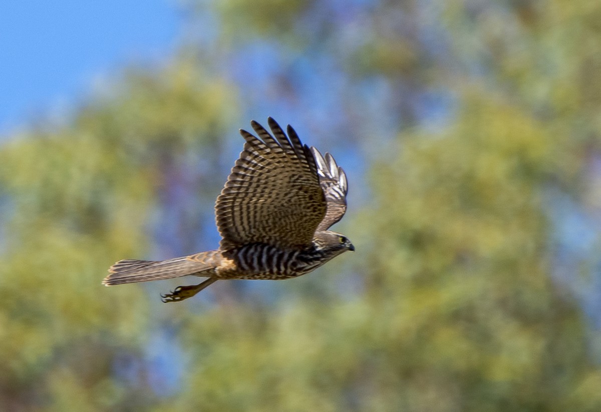 Collared Sparrowhawk - joh dunn
