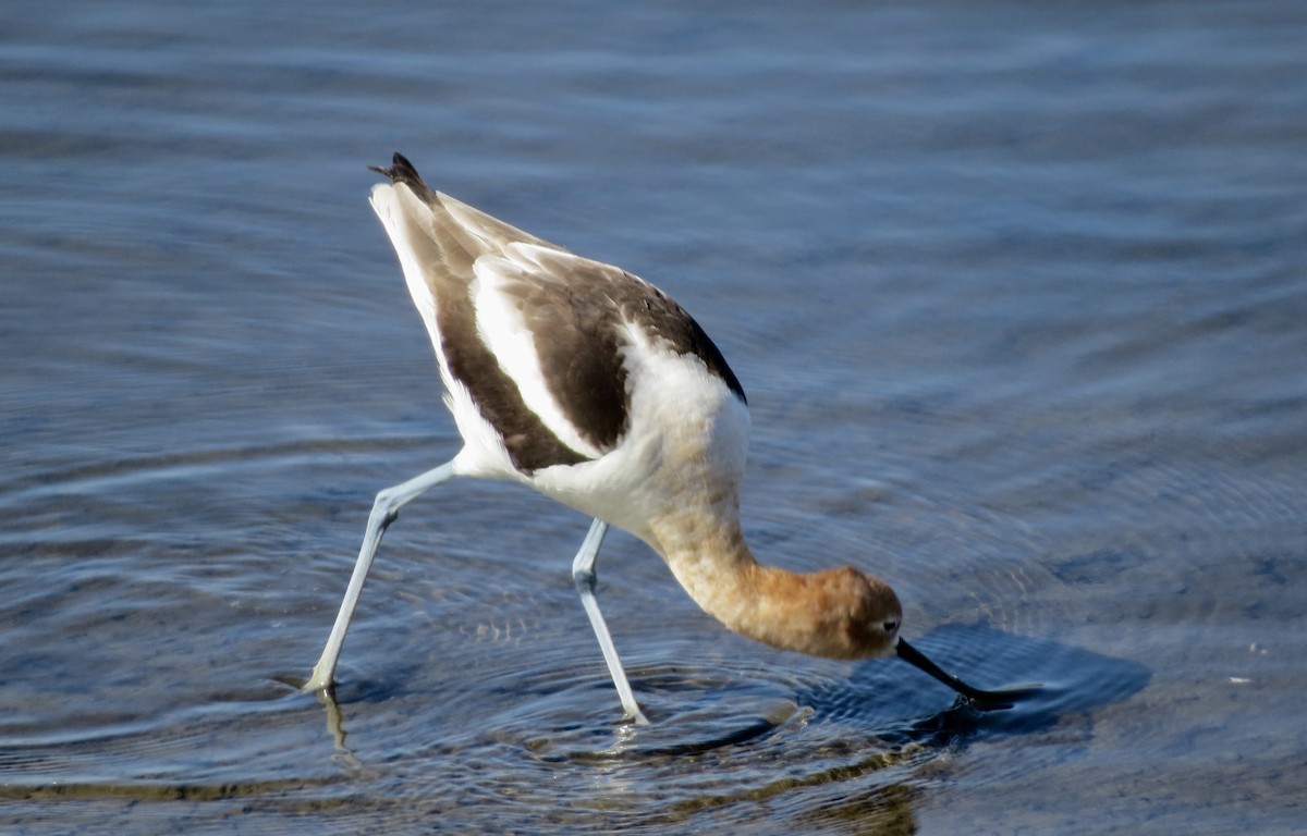 American Avocet - Terry Hill