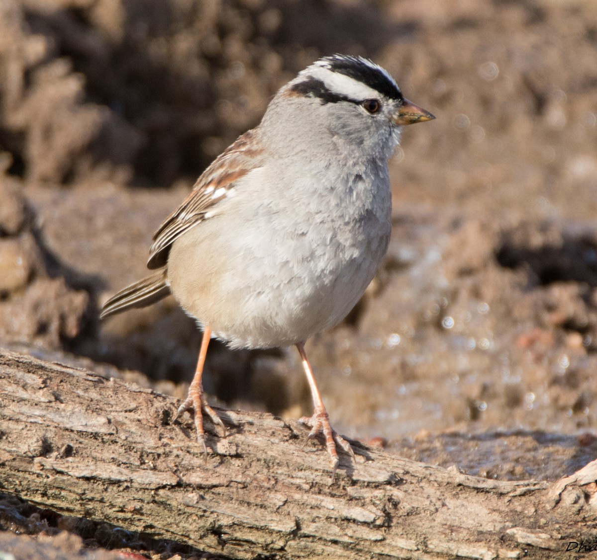White-crowned Sparrow - ML88957921