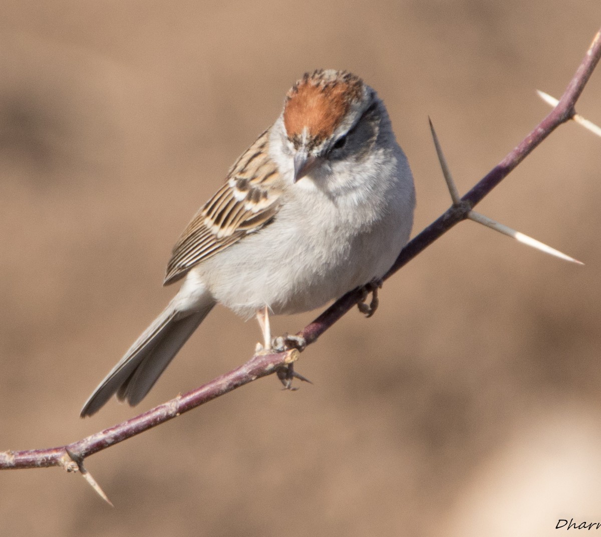 Chipping Sparrow - ML88958021