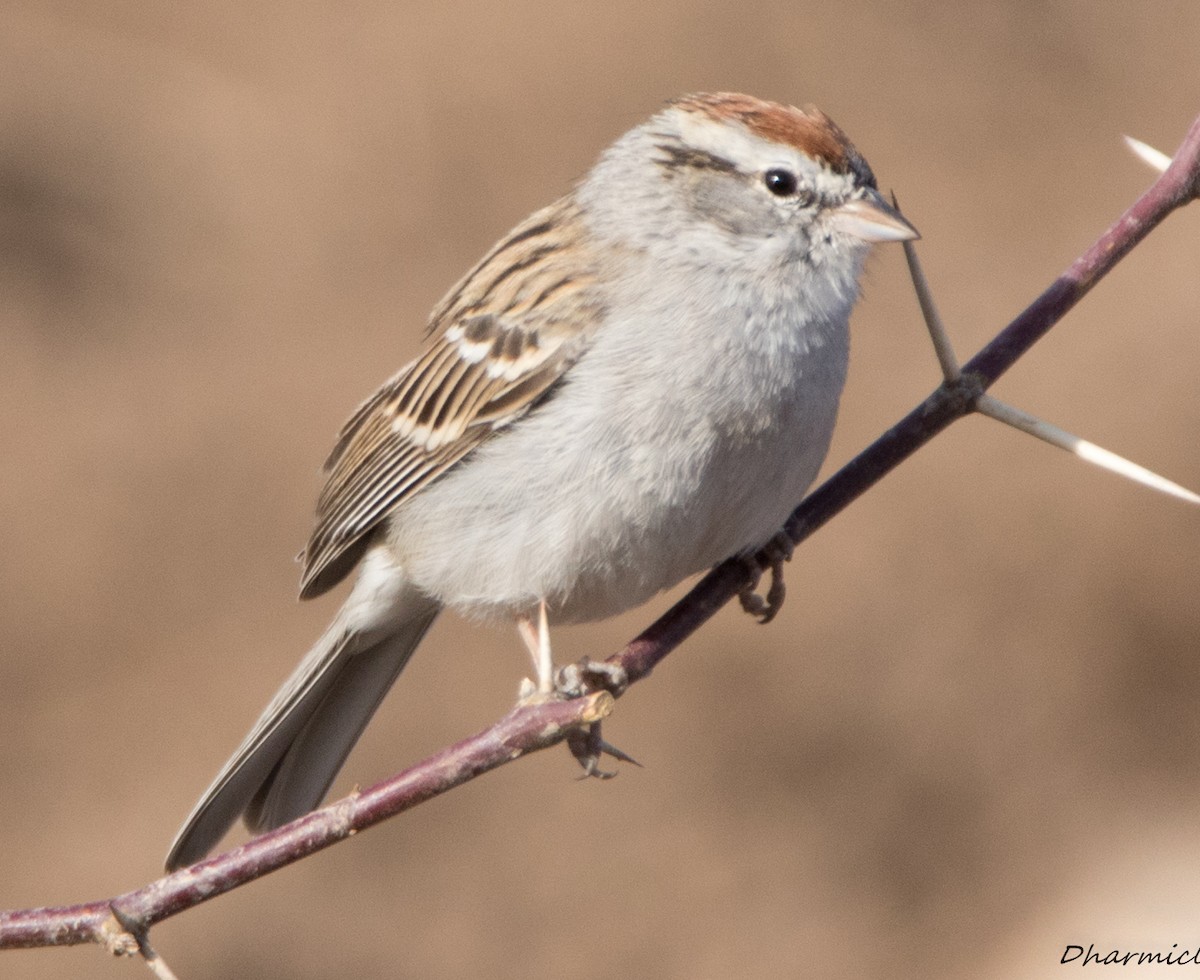 Chipping Sparrow - Susan Nagi