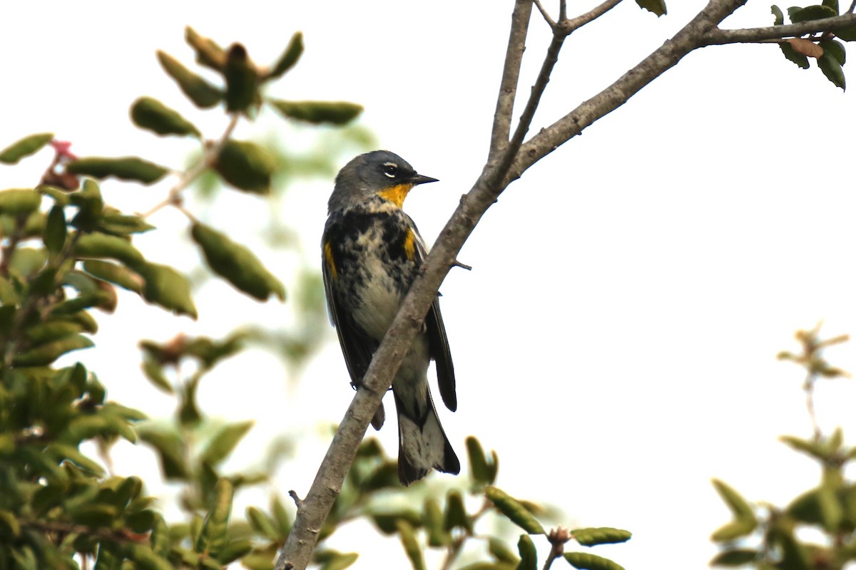 Yellow-rumped Warbler (Audubon's) - ML88958941