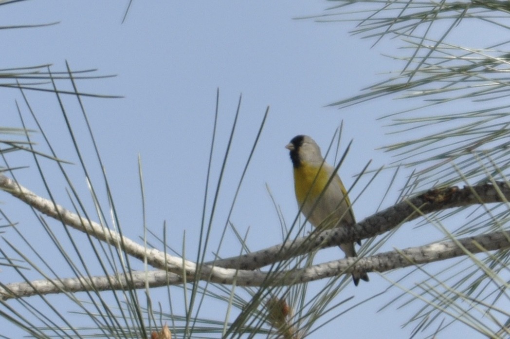 Lawrence's Goldfinch - ML88959931