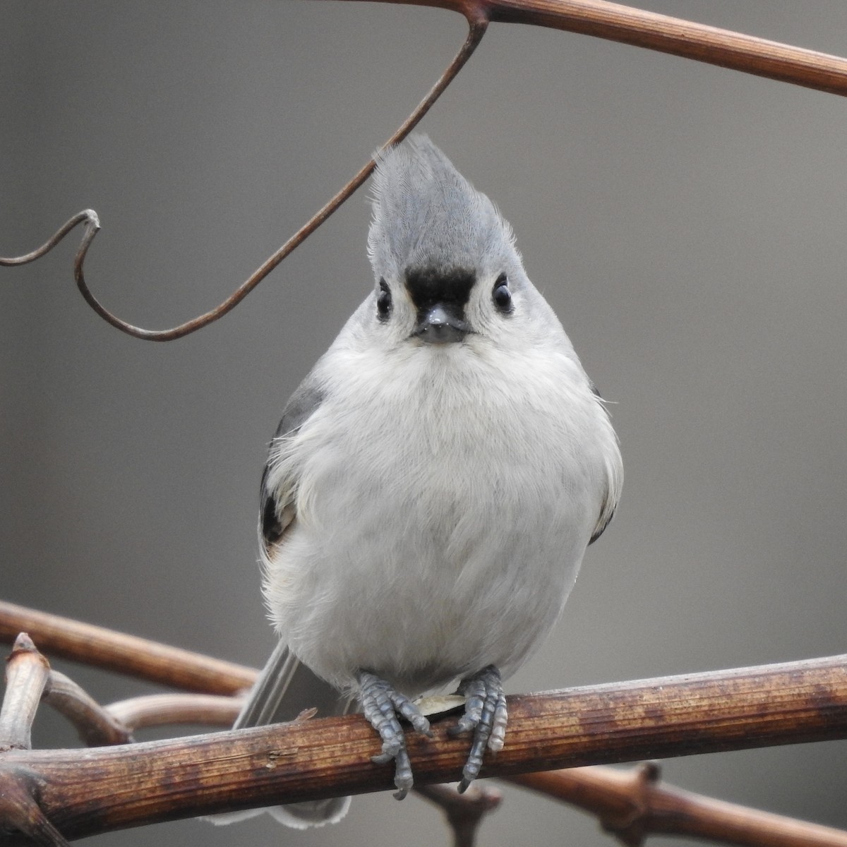 Tufted Titmouse - Tom Myers